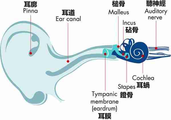 耳朵構造圖