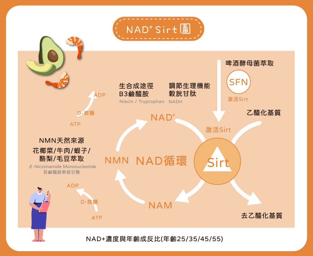 【酷氏】酵母NMN青春補給膠囊 NAD 輔酶